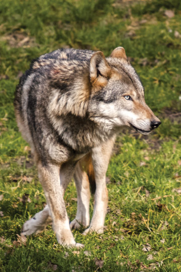 animal-canine_720x1080